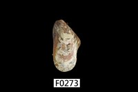 藏品(雲雀殼菜蛤)的圖片